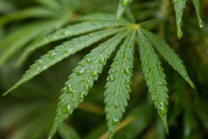 A macro photo of a cannabis leaf covered in water droplets. Photo from Freepik.